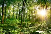 Det Europæiske Råd vil udskyde EUDR med et år for alle virksomheder og forenkle reglerne 