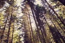 EU-Parlamentet vil også udskyde EUDR med et år